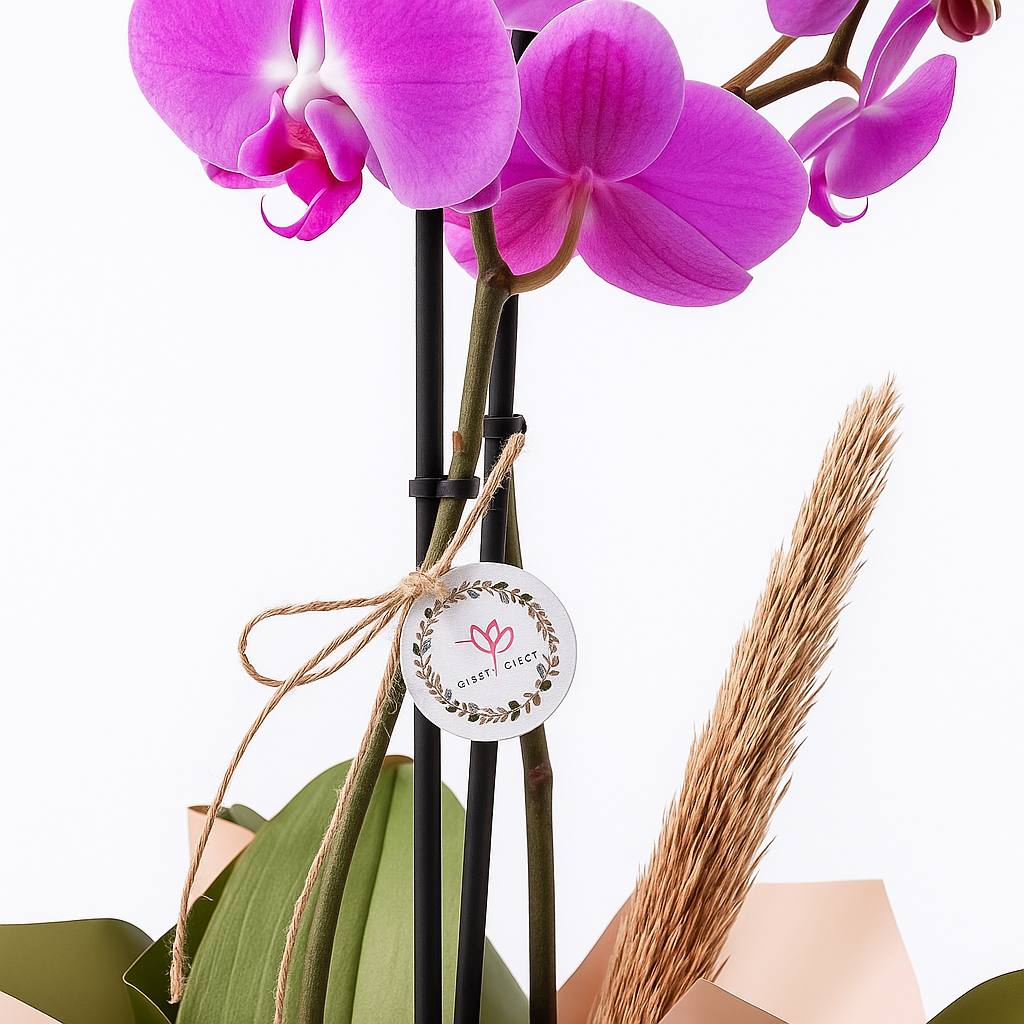 Çift Dallı Mor Orkide - Görsel 2