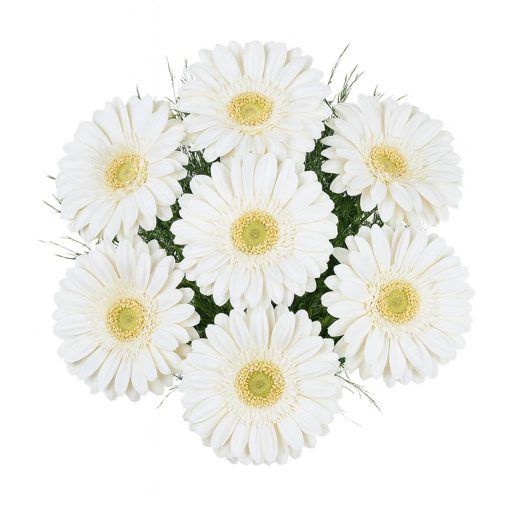 Vazoda Beyaz Gerbera - Görsel 3